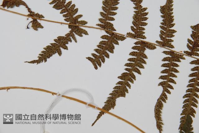 華中蹄蓋蕨藏品圖，第5張