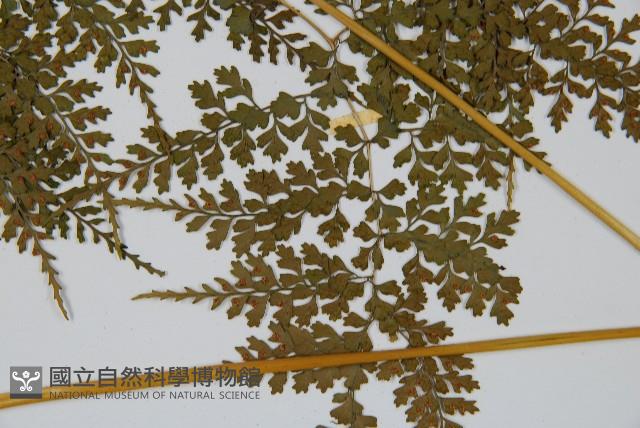 彎柄假複葉耳蕨藏品圖，第5張