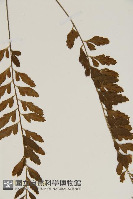 裂葉鐵角蕨藏品圖，第5張