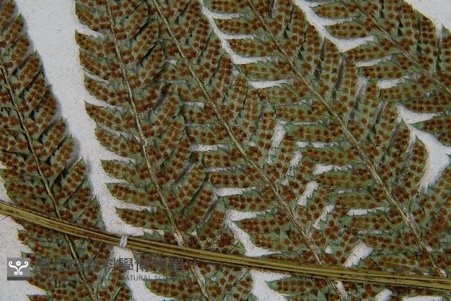 細葉複葉耳蕨藏品圖，第5張