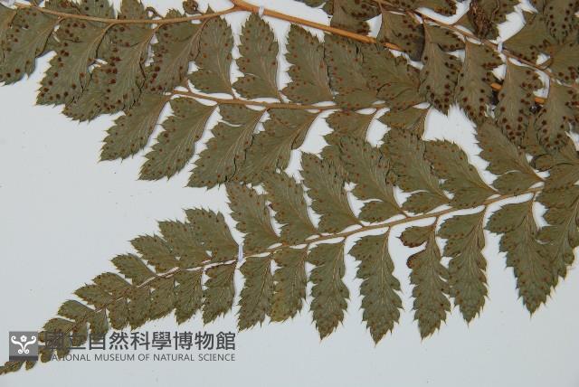 細葉複葉耳蕨藏品圖，第5張