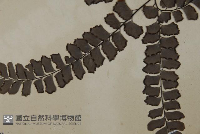 扇葉鐵線蕨藏品圖，第4張