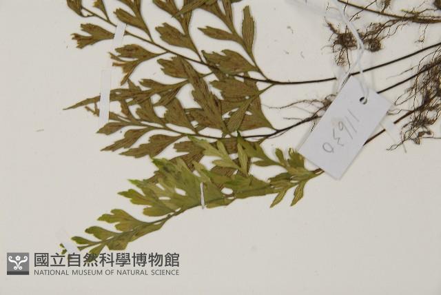 大蓬萊鐵角蕨藏品圖，第5張