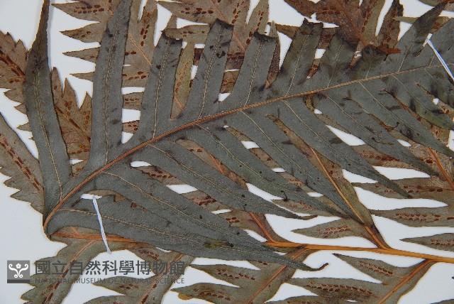 東方狗脊蕨藏品圖，第5張