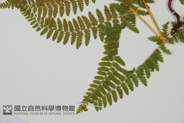 登錄號:P011075藏品圖，第5張
