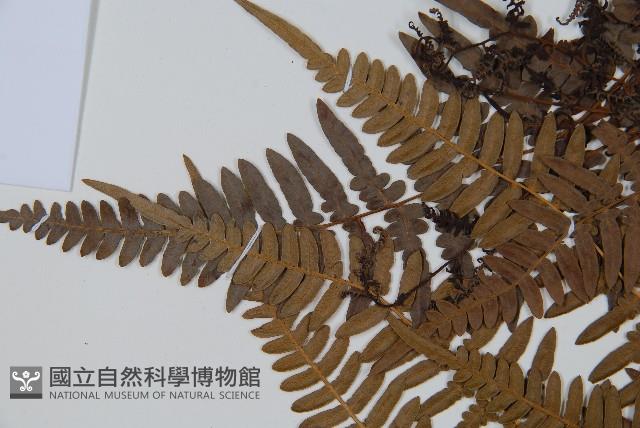 蕨藏品圖，第5張