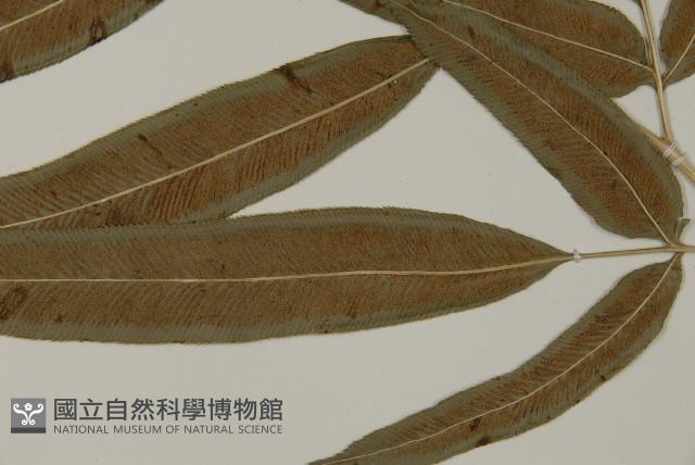 華鳳丫蕨藏品圖，第5張