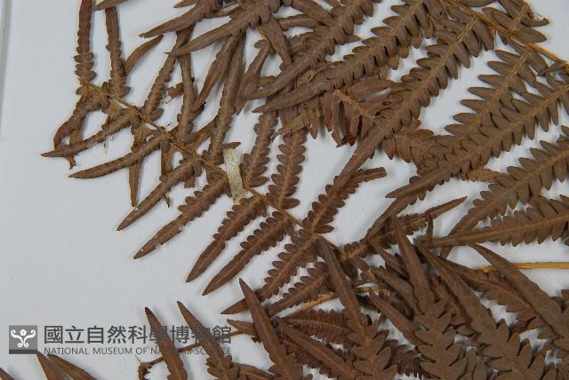 巒大蕨藏品圖，第5張