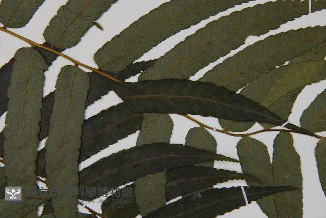 廣葉鋸齒雙蓋蕨藏品圖，第4張