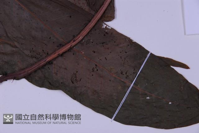 南投三叉蕨藏品圖，第5張