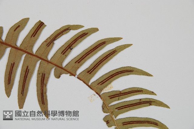 雉尾烏毛蕨藏品圖，第5張