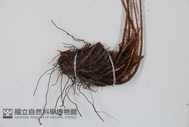 紅線蕨藏品圖，第5張