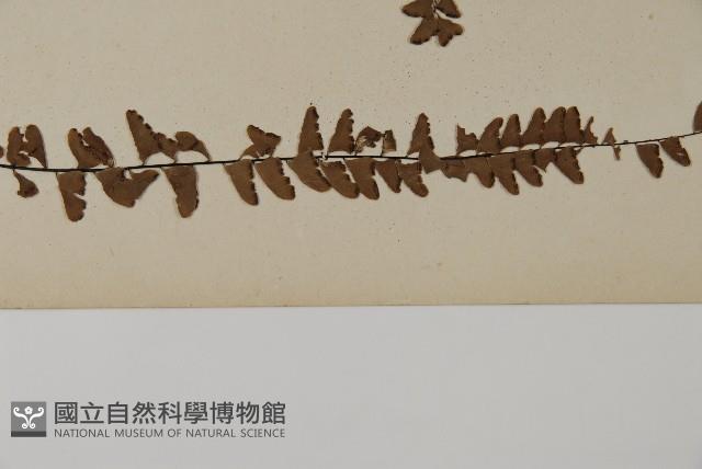 愛氏鐵線蕨藏品圖，第5張