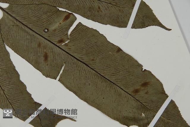 日本鳳丫蕨藏品圖，第5張