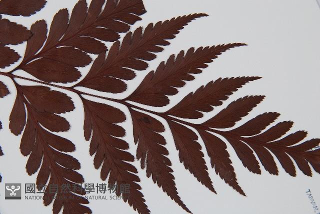 闊葉骨碎補藏品圖，第5張