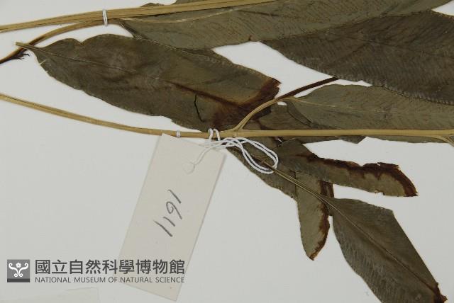 日本鳳丫蕨藏品圖，第5張