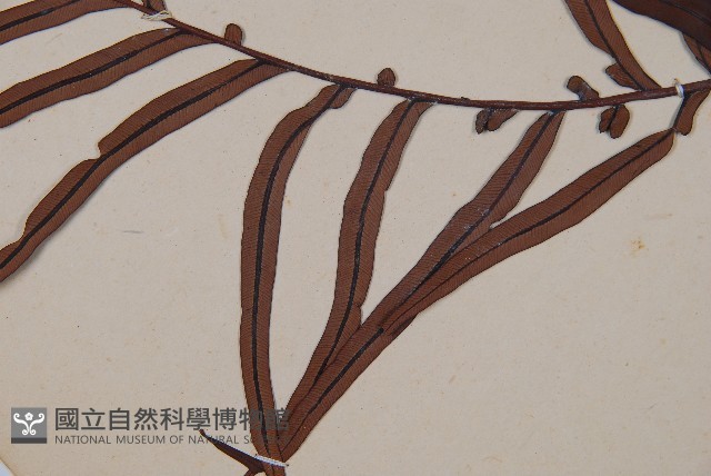 烏毛蕨藏品圖，第4張