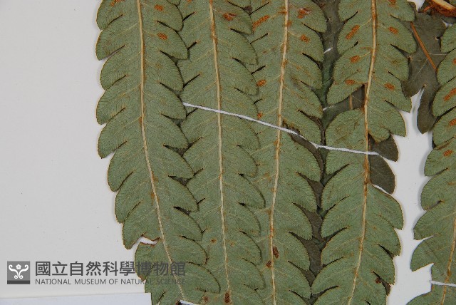 日本狗脊蕨藏品圖，第5張