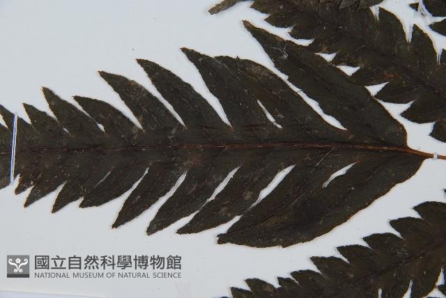 日本狗脊蕨藏品圖，第5張