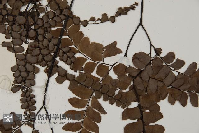 扇葉鐵線蕨藏品圖，第4張