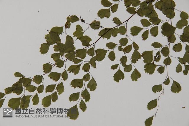 長蓋鐵線蕨藏品圖，第5張