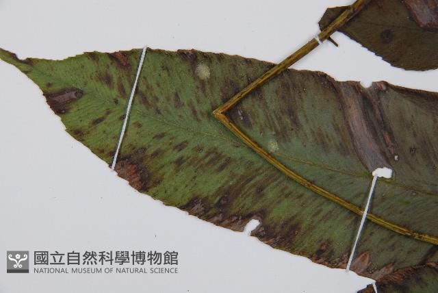 細柄雙蓋蕨藏品圖，第5張