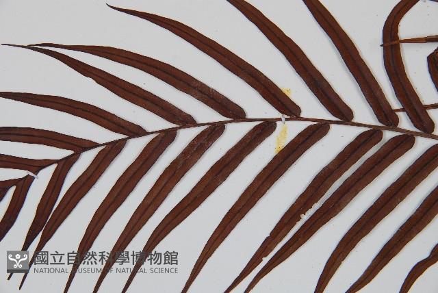 烏毛蕨藏品圖，第4張