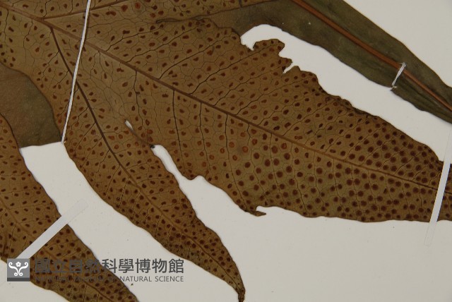 翅柄三叉蕨藏品圖，第5張