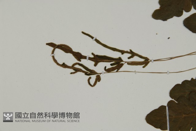 地耳蕨藏品圖，第8張