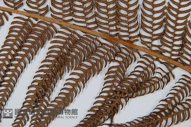 筆筒樹藏品圖，第4張
