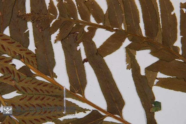 萊氏鐵角蕨藏品圖，第5張