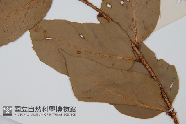 大葉貫眾蕨藏品圖，第5張