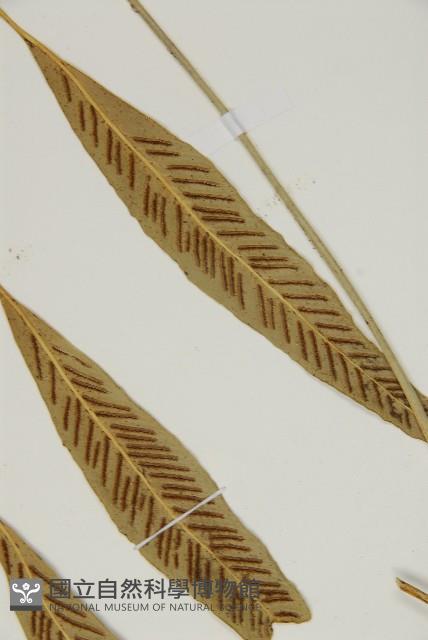 南海鐵角蕨藏品圖，第8張