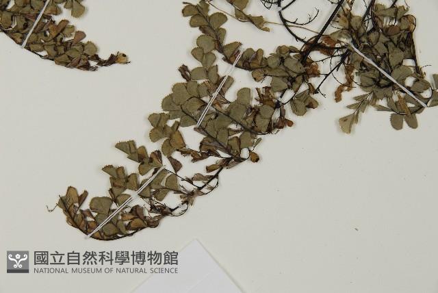 長刺鐵線蕨藏品圖，第5張