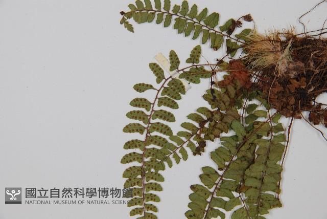 紅苞蹄蓋蕨藏品圖，第5張