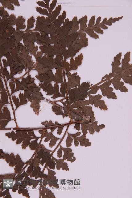 大鐵角蕨藏品圖，第5張