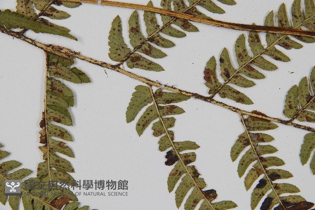 南海鱗毛蕨藏品圖，第5張