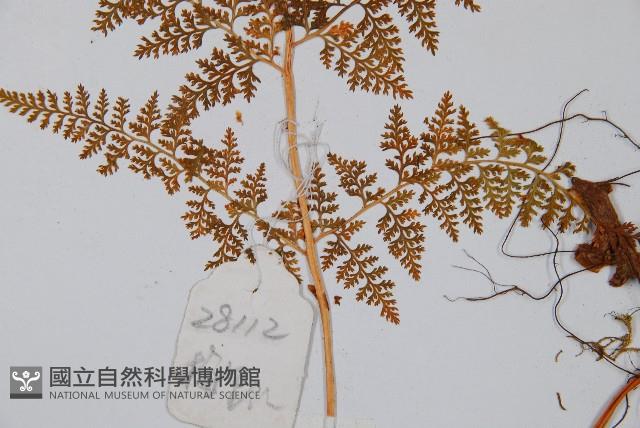 美小膜蓋蕨藏品圖，第5張