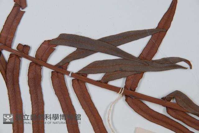 石松藏品圖，第5張