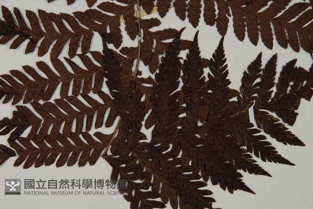 肋毛蕨藏品圖，第5張
