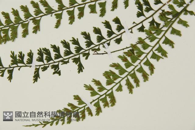 鱗柄鐵角蕨藏品圖，第5張