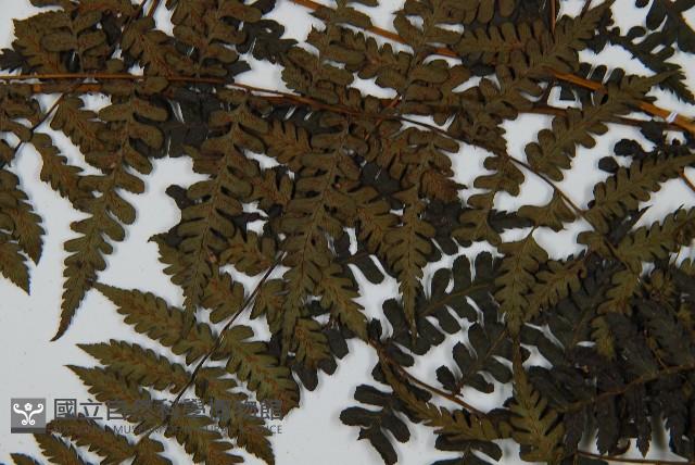 川上氏雙蓋蕨藏品圖，第5張