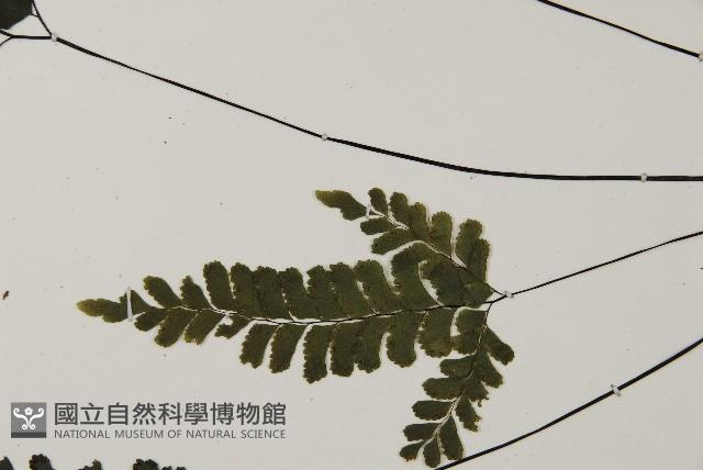 長尾鐵線蕨藏品圖，第5張