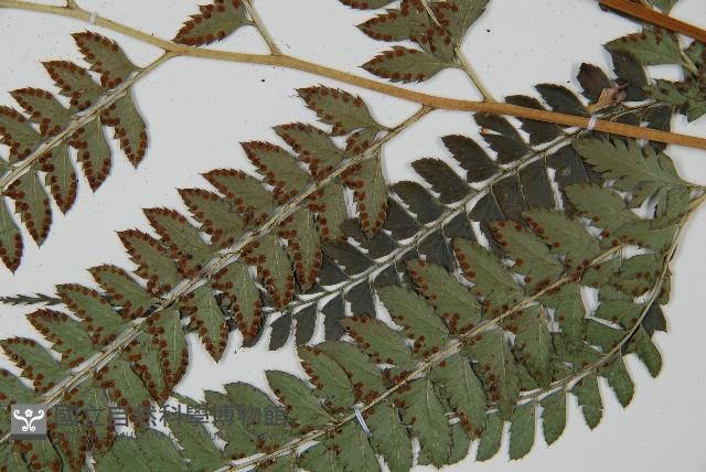 屋久複葉耳蕨藏品圖，第5張