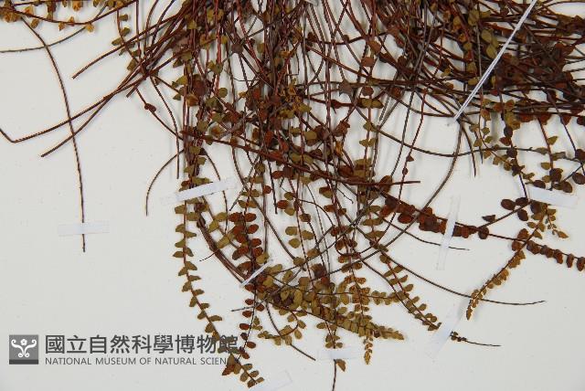 鐵角蕨藏品圖，第5張