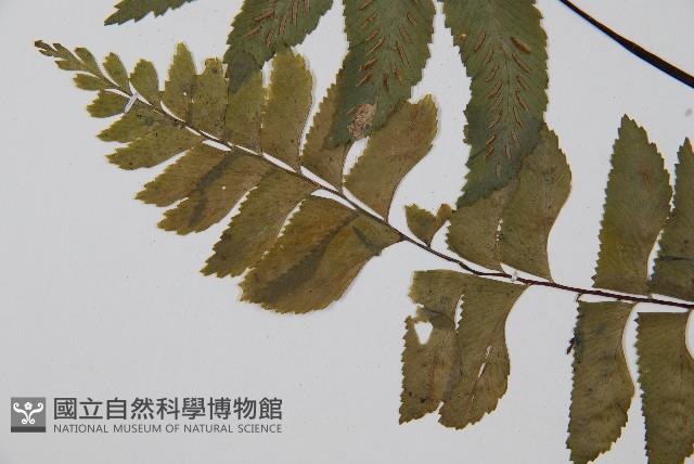 單邊鐵角蕨藏品圖，第5張
