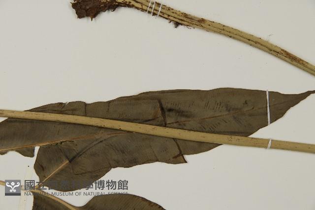 全緣鳳丫蕨藏品圖，第5張