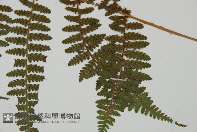 對生蹄蓋蕨藏品圖，第5張