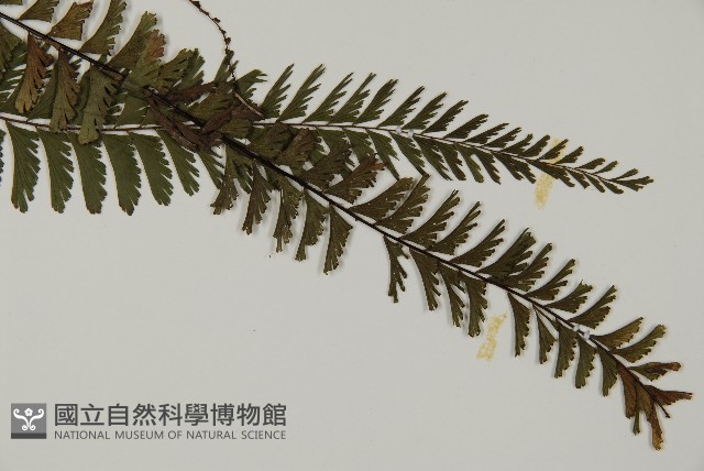 鞭葉鐵線蕨藏品圖，第5張