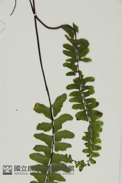 生芽鐵角蕨藏品圖，第5張